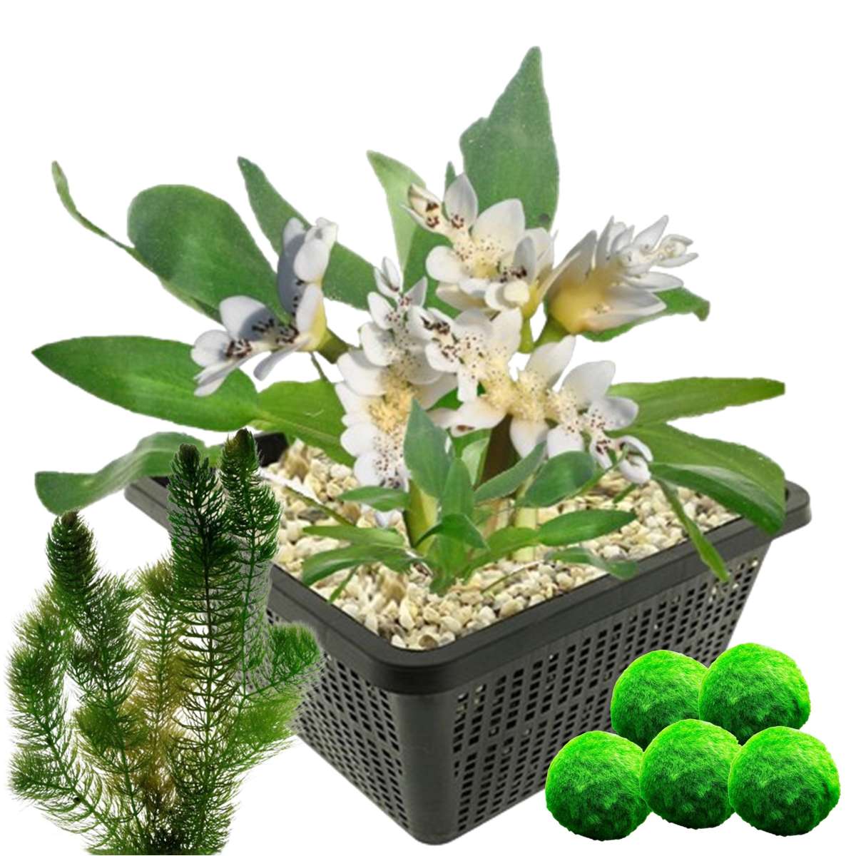 Kaapse Waterlelie + Zuurstofplanten