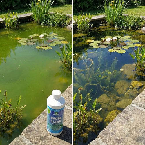 BACTA CLEAR Vijverbacteriën