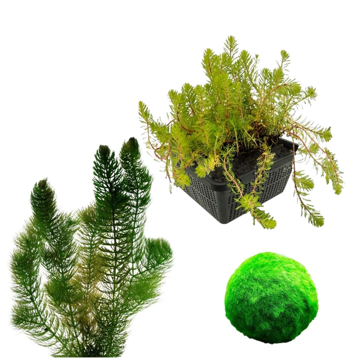 Zuurstofplanten Pakket 100-400L