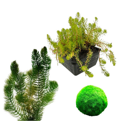 Zuurstofplanten Pakket 100-400L