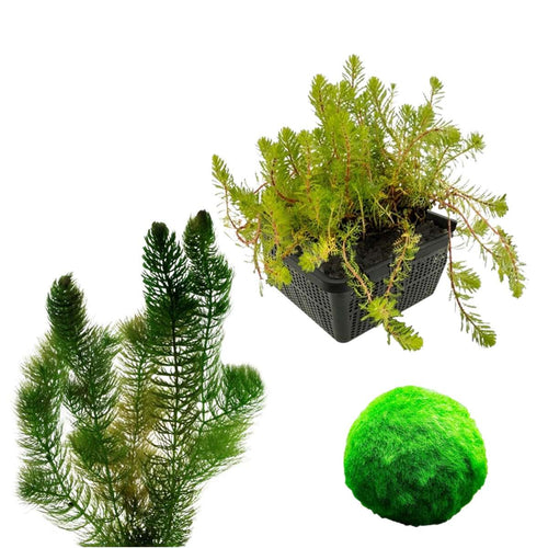 Zuurstofplanten Pakket 100-400L