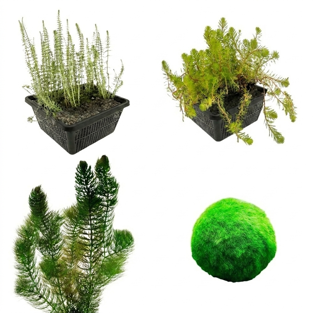 Zuurstofplanten Pakket 500-1.250L