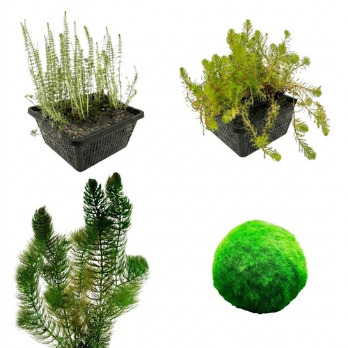 Zuurstofplanten Pakket 500-1.250L