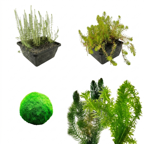 Zuurstofplanten Pakket 1.500-3.000L