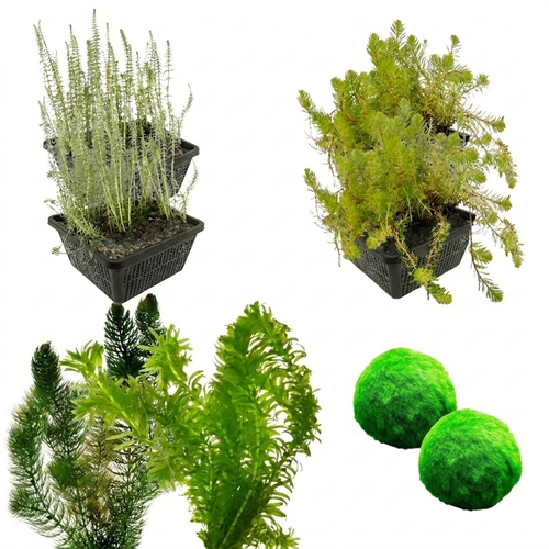Zuurstofplanten Pakket 3.500-6.000L