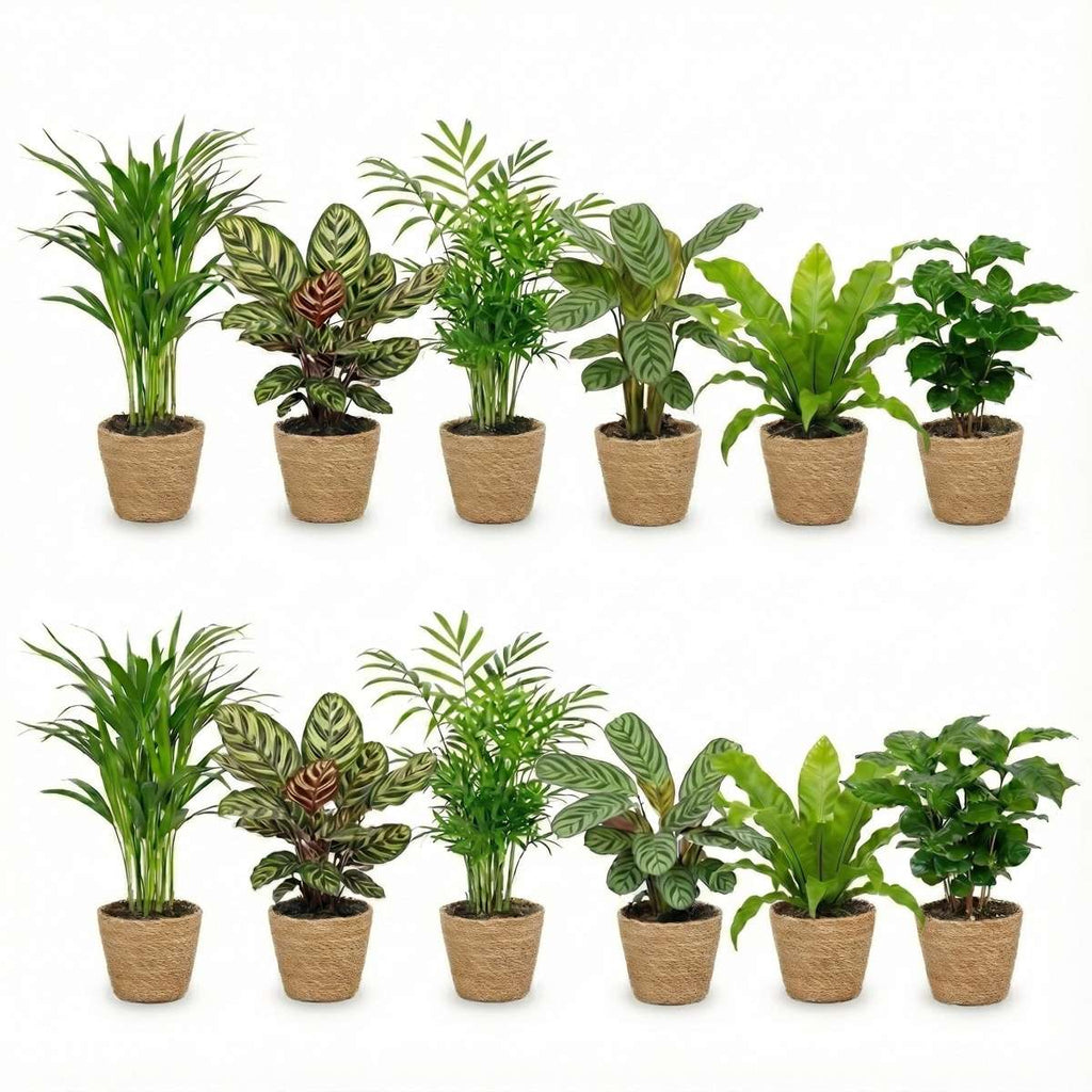 Luchtzuiverende Planten Zeegras 12