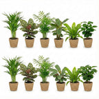 Luchtzuiverende Planten Zeegras 12