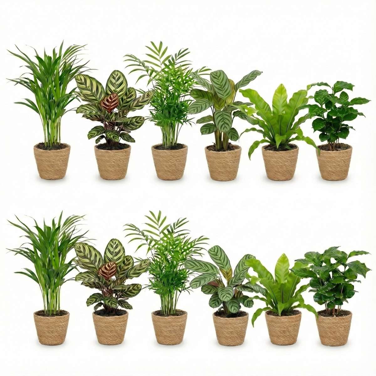 Luchtzuiverende Planten Zeegras 12
