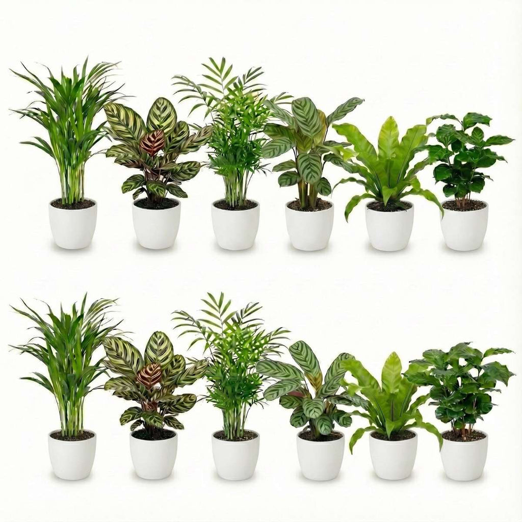 Luchtzuiverende Planten Wit 12