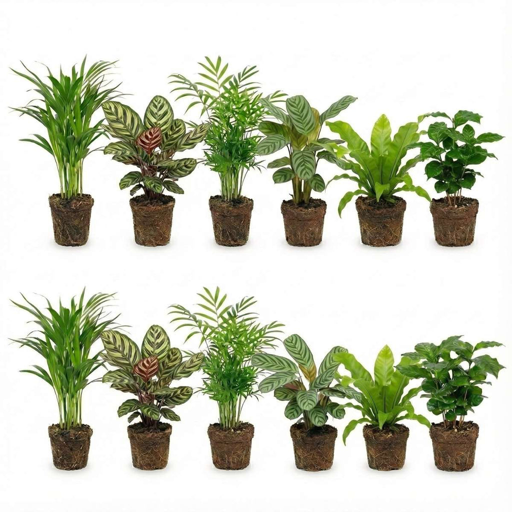 Luchtzuiverende Planten 12