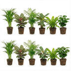 Luchtzuiverende Planten 12