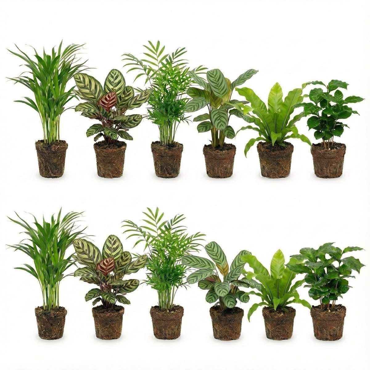 Luchtzuiverende Planten 12