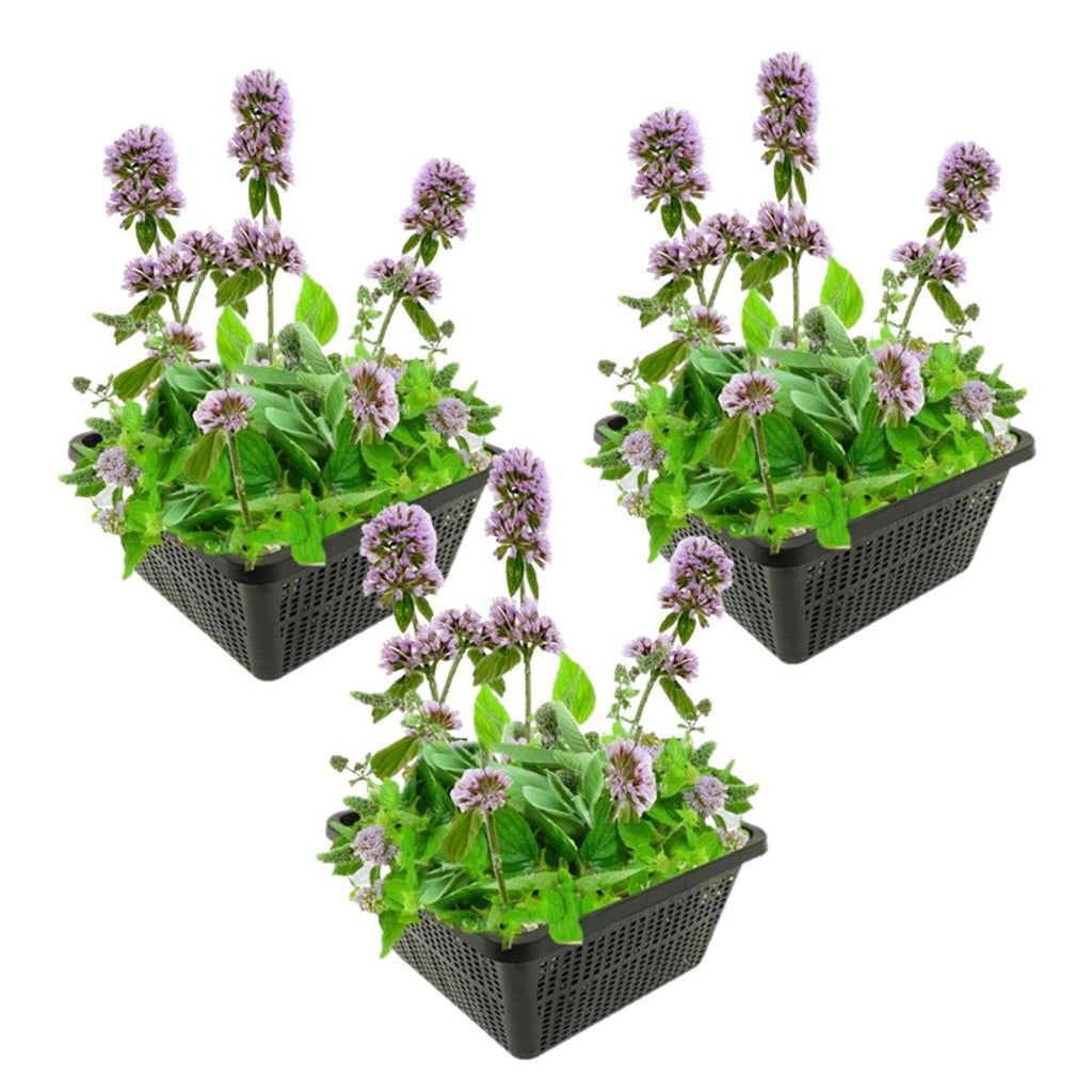 Watermunt 3 manden