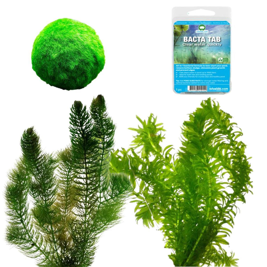 Zuurstofplanten Pakket tegen Groen Water 100-400L