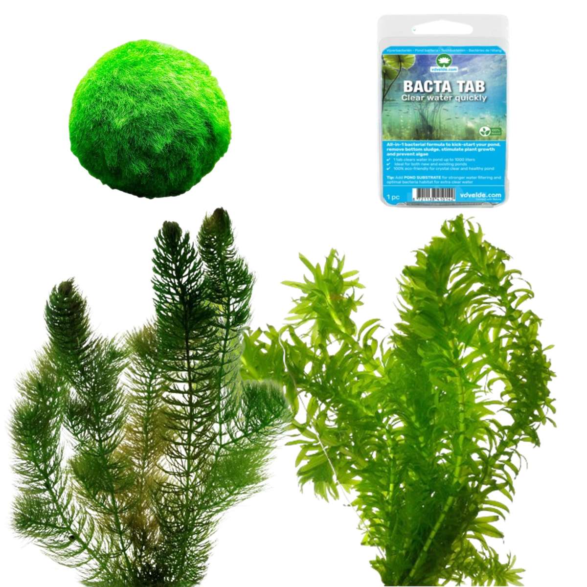 Zuurstofplanten Pakket tegen Groen Water 100-400L