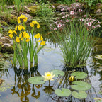 Gele Lis 100 planten