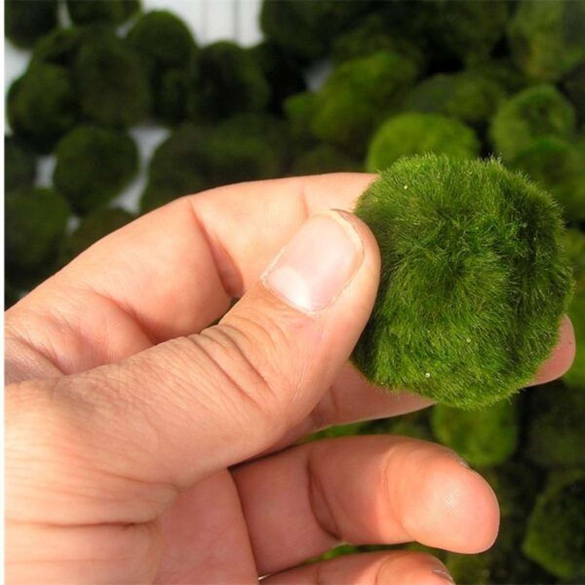Mosballen 5 planten