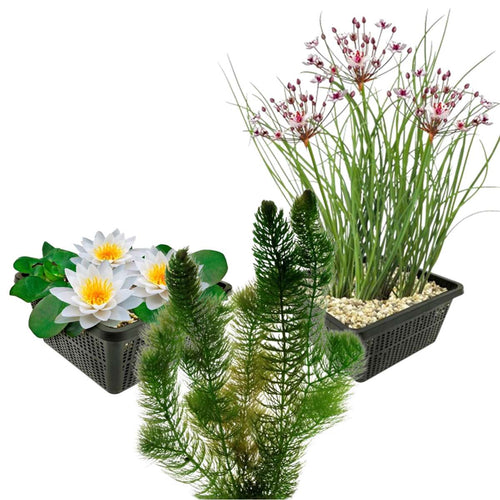Inheemse Vijverplanten