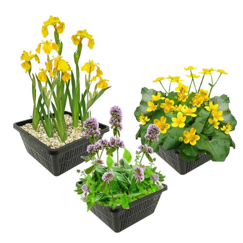 Inheemse Moerasplanten