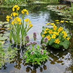 Dotterbloem 3 manden