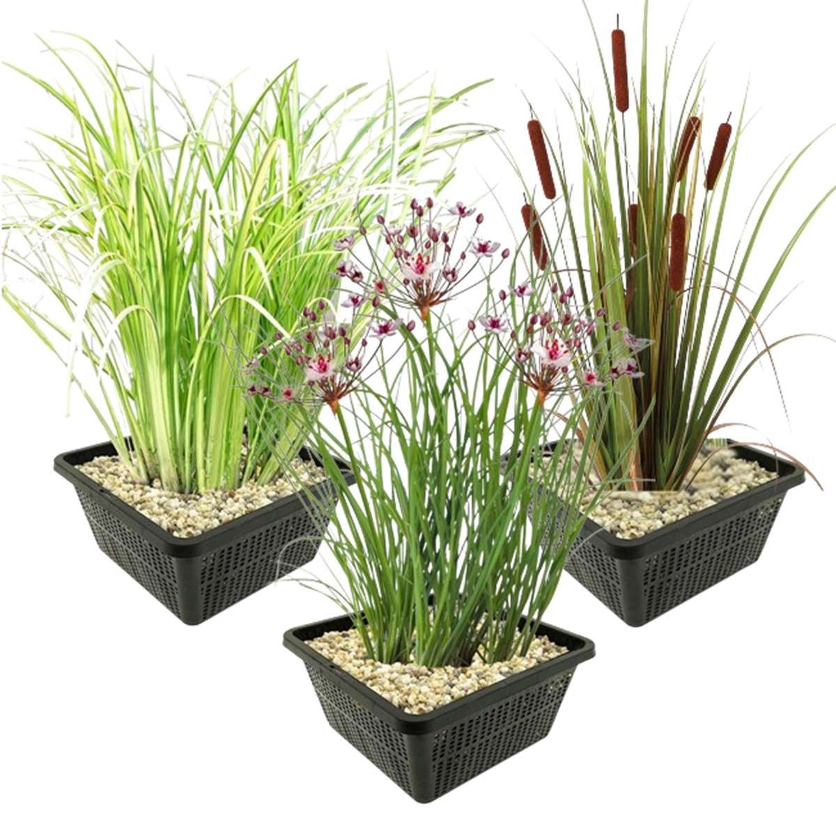 Inheemse Oeverplanten