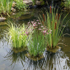 Kalmoes 30 planten