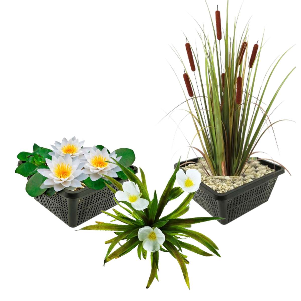 Inheemse Waterplanten