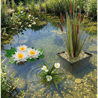 Inheemse Waterplanten