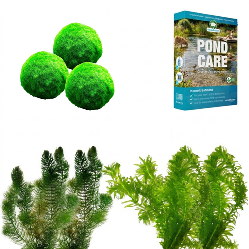 Zuurstofplanten Pakket tegen Groen Water 6.500-10.000L