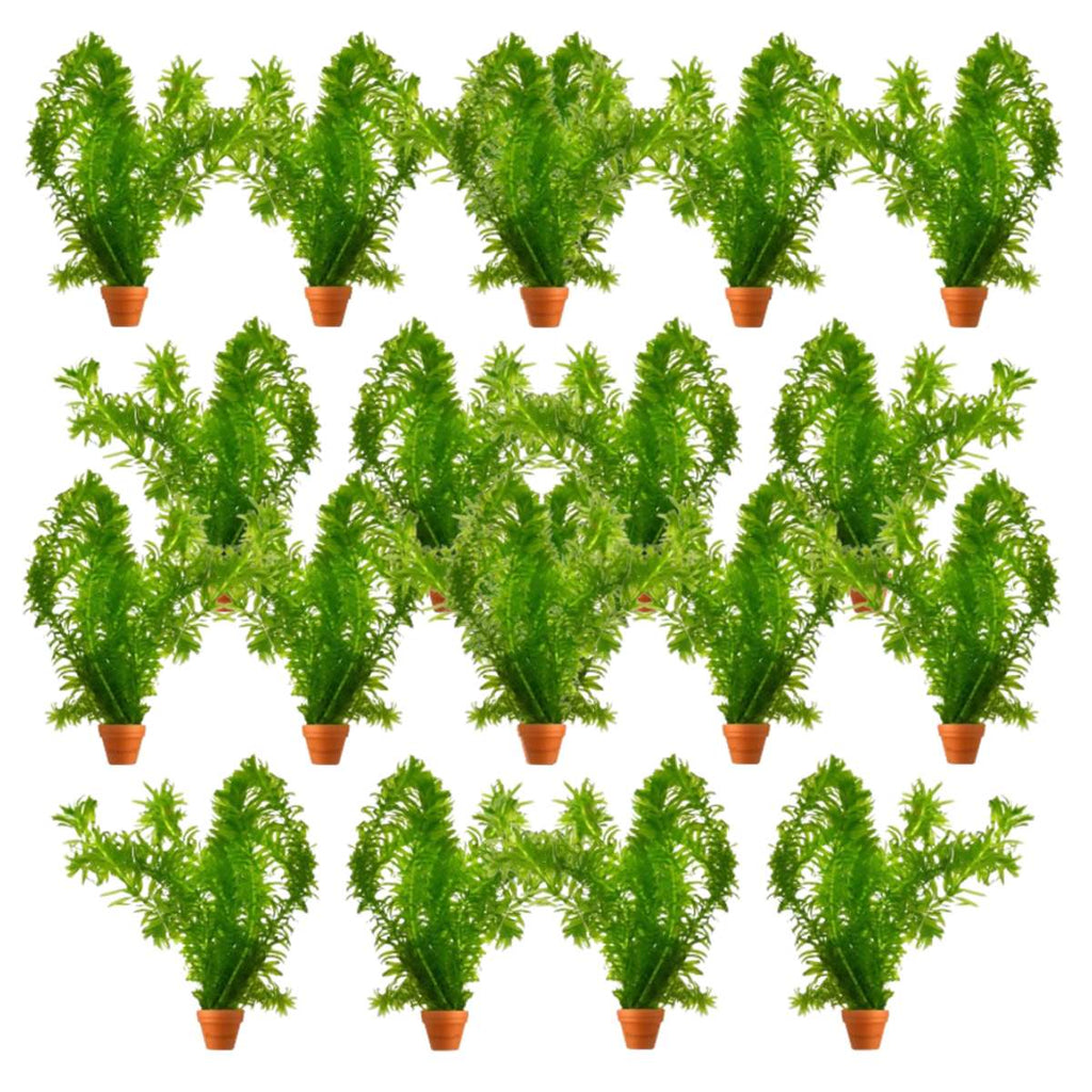 Waterpest 50 planten