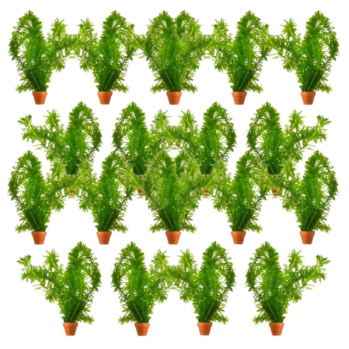 Waterpest 50 planten