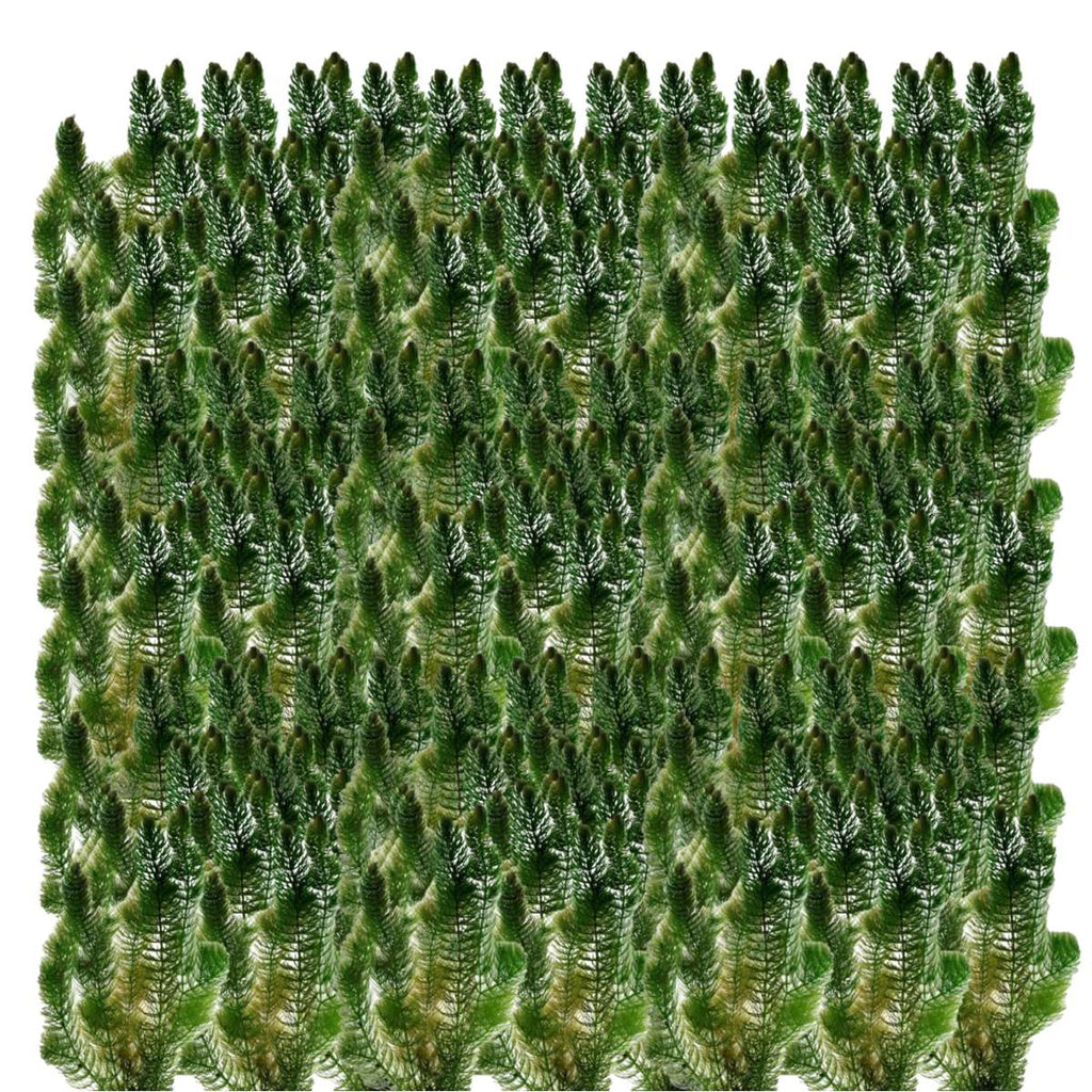 Hoornblad 50L