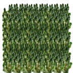 Hoornblad 50L