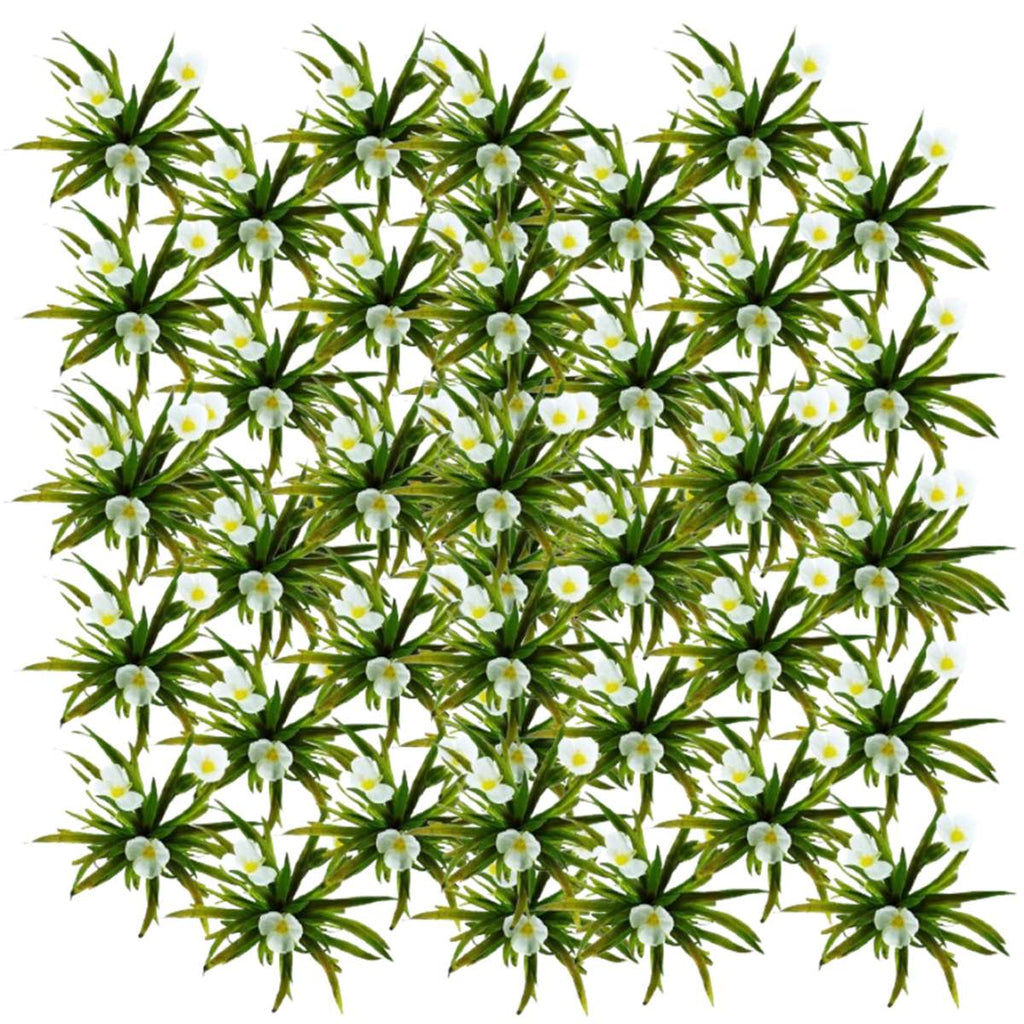 Krabbescheer 60 planten
