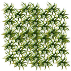 Krabbescheer 60 planten