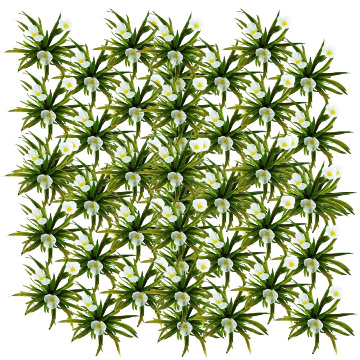 Krabbescheer 60 planten