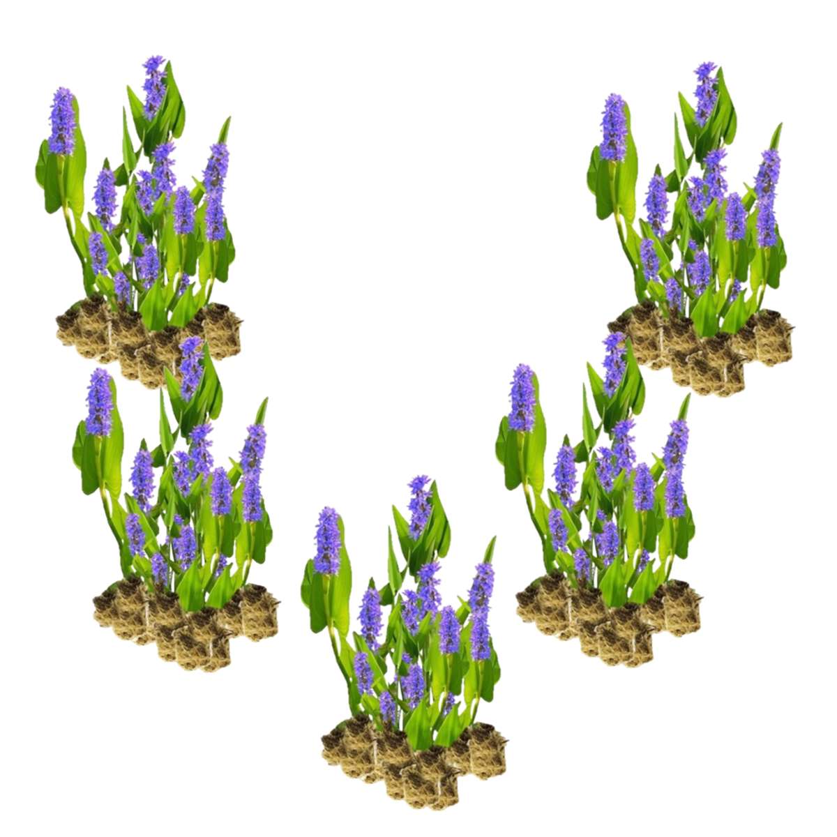 Snoekkruid 100 planten