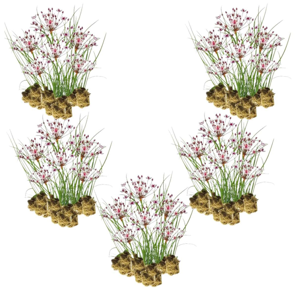 Zwanenbloem 100 planten