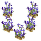 Blauwe Lis 100 planten
