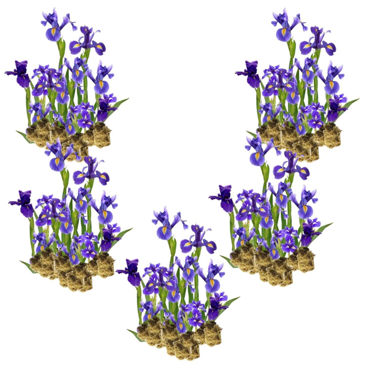 Blauwe Lis 100 planten