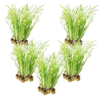 Kalmoes 100 planten