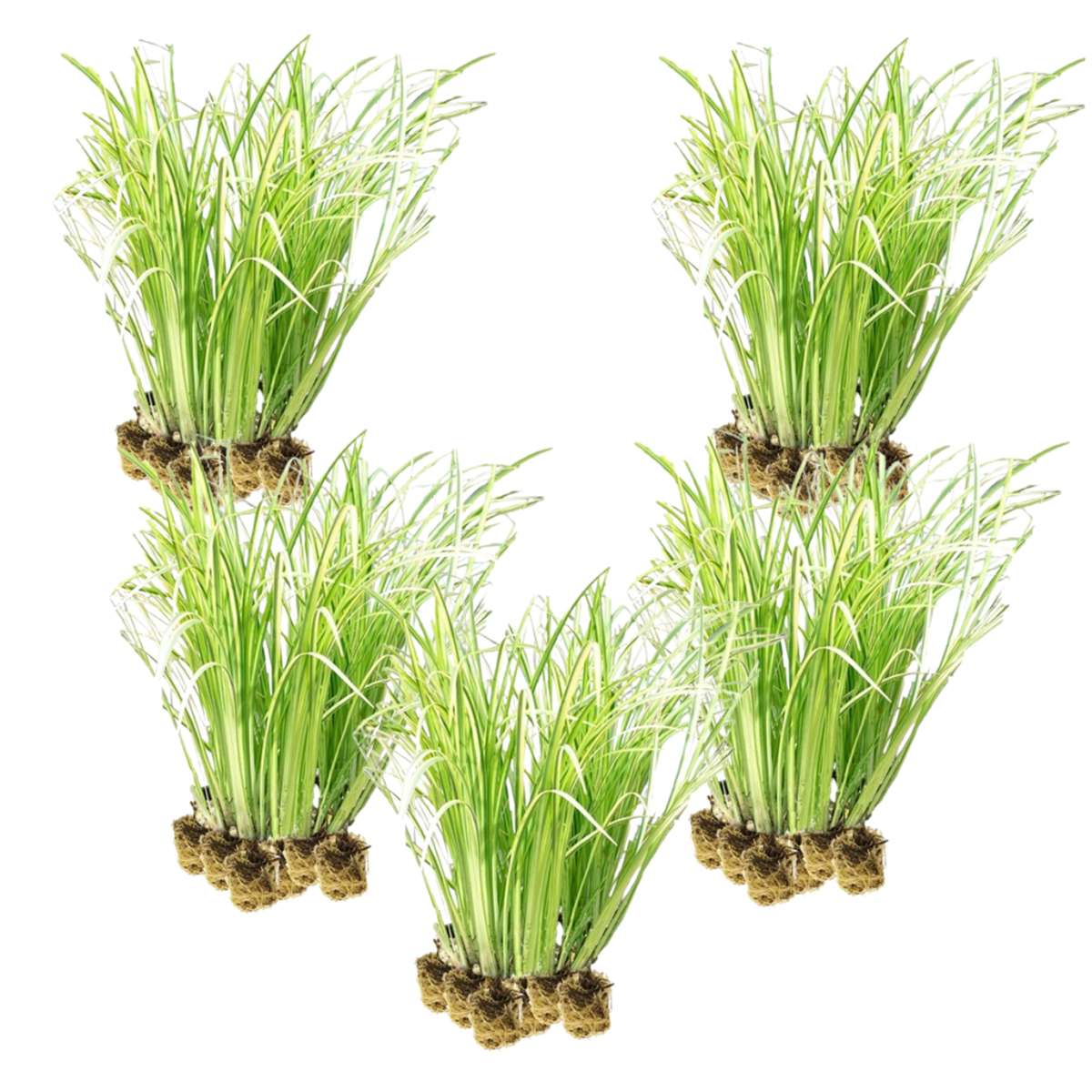 Kalmoes 100 planten