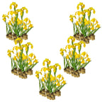 Gele Lis 100 planten