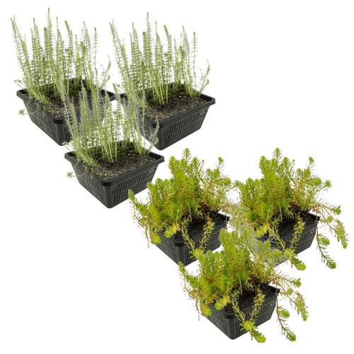 Anti Alg Planten 2-3 m2