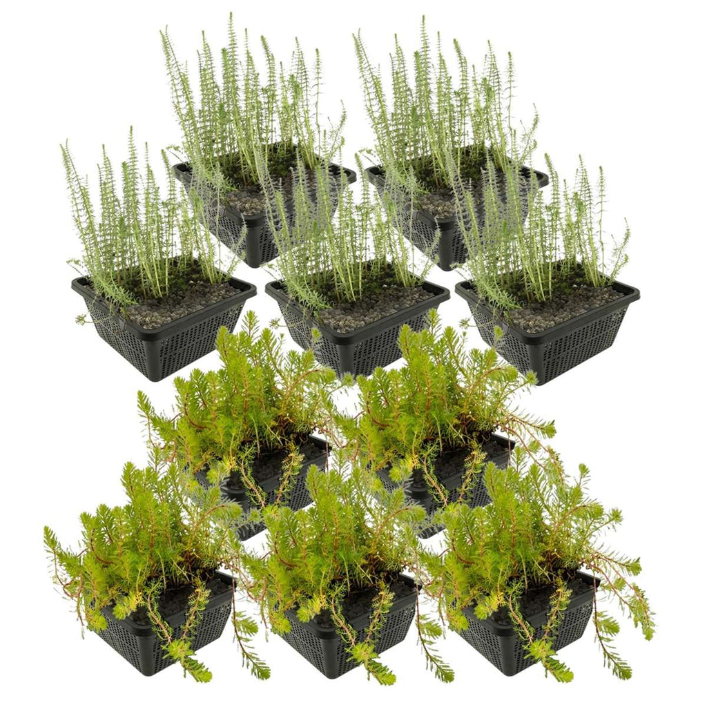Anti Alg Planten 4-7 m2