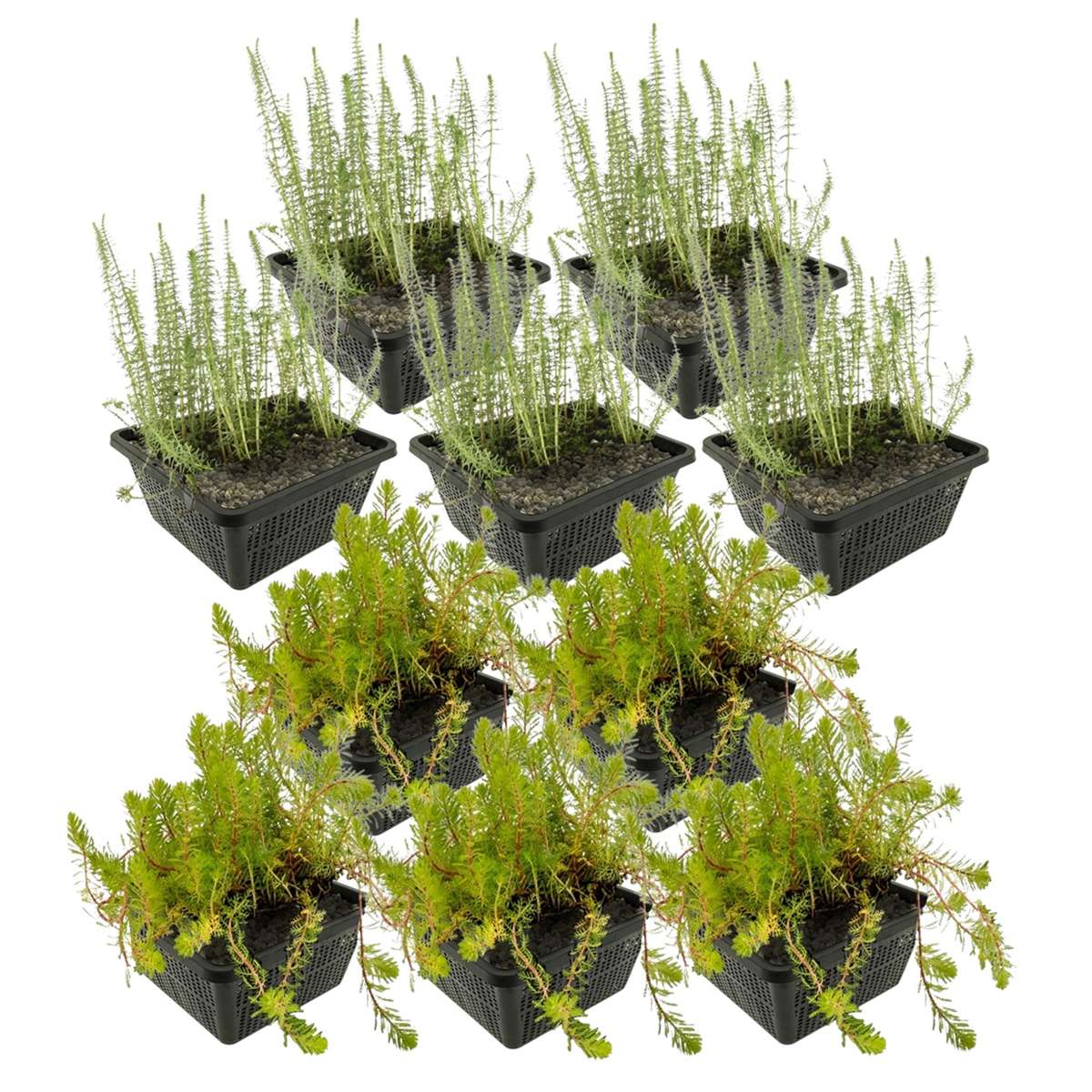 Anti Alg Planten 4-7 m2