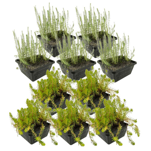 Anti Alg Planten 4-7 m2