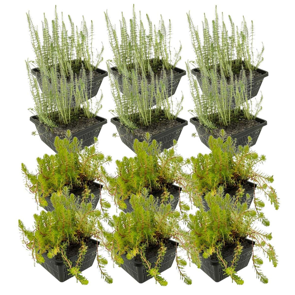 Anti Alg Planten 8-12 m2