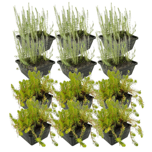 Anti Alg Planten 8-12 m2