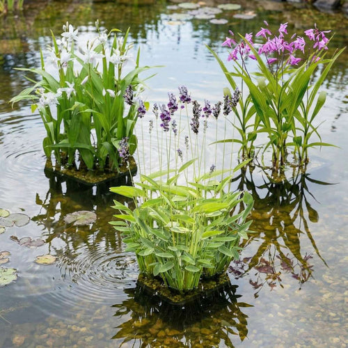 Speciale Waterplanten
